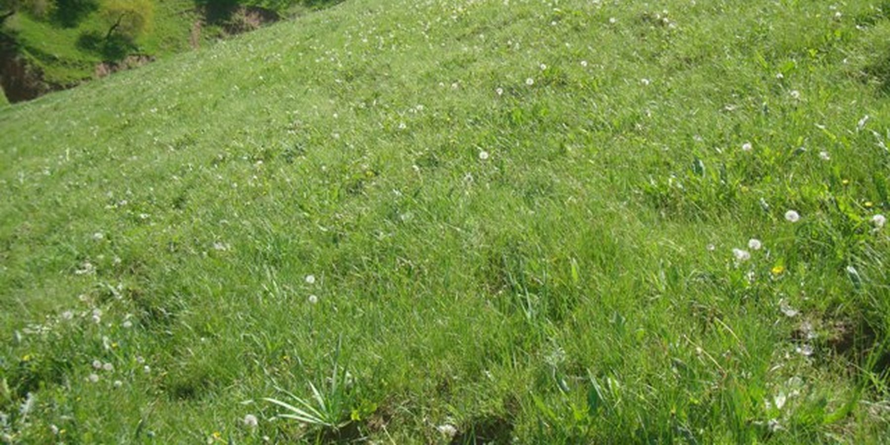 Rehabilitated pasture in Sari Joy