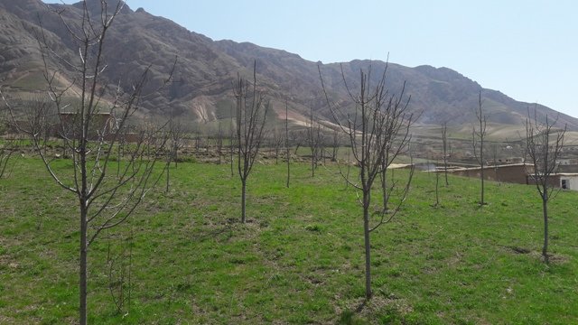 Establishment of improved orchards and vineyards