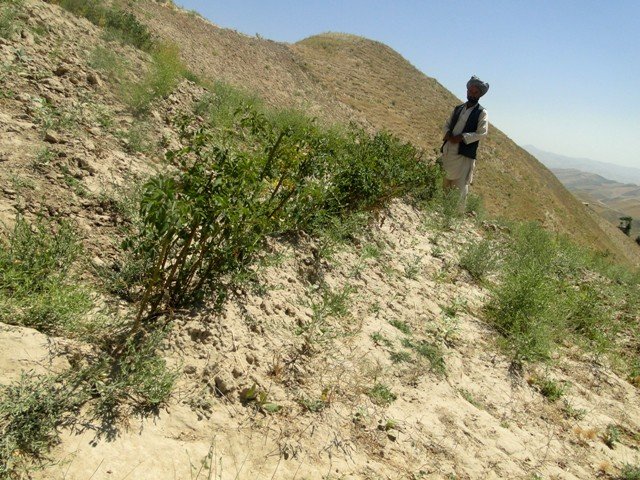 Contour hedgerows of alfalfa in annual cropland