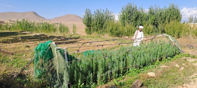 Restoration in the High Conservation Value Forests (HCVF) through community-led initiatives in Paktya